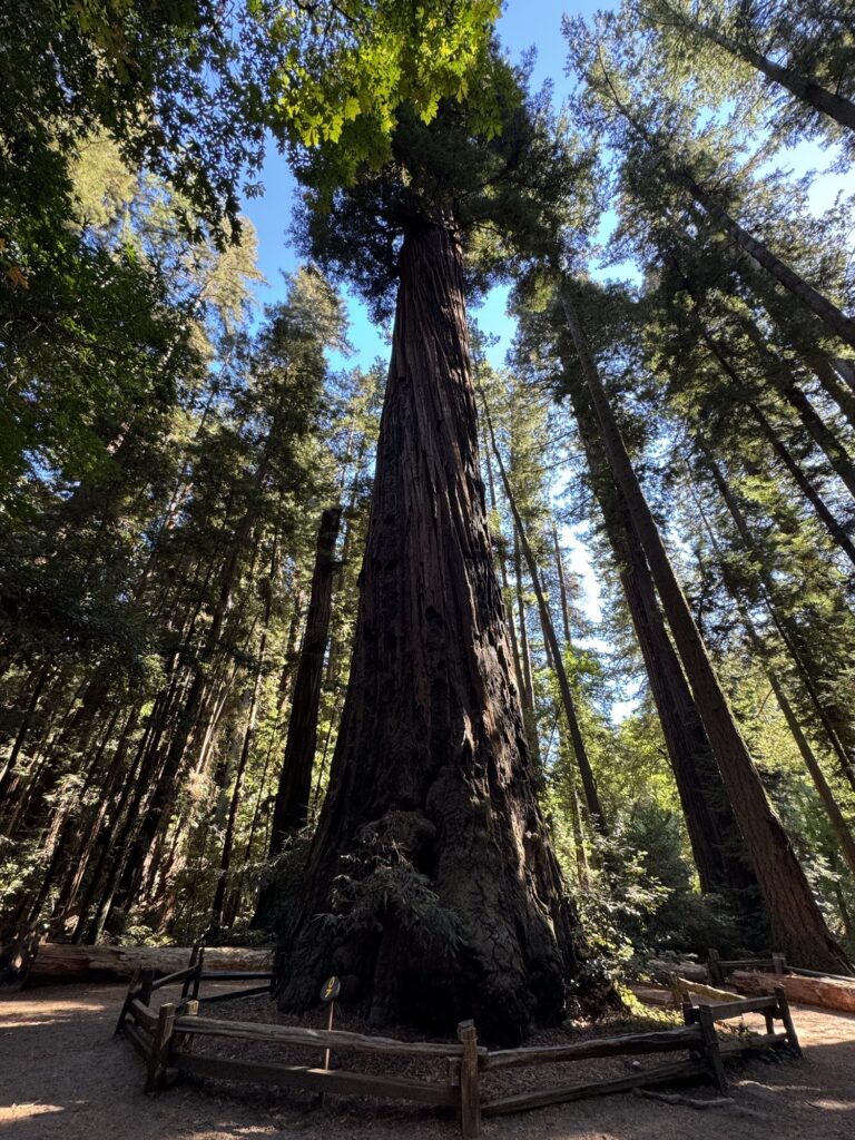 A Romantic Stroll on the Redwood Grove Loop Trail